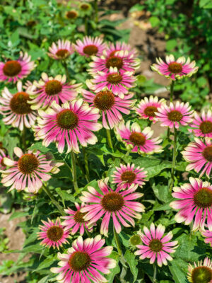 Echinacea purpurea Green Twister