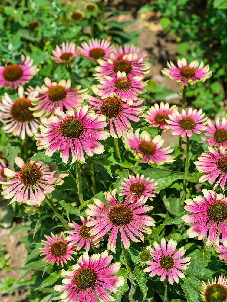 Echinacea Green Twister Echinacea purpurea Green Twister - Obrázek 1