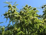 Castanea sativa 'Lyon' - Obrázek 2