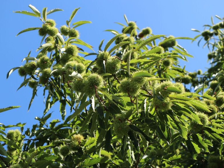 Castanea sativa 'Lyon'