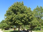 Castanea sativa 'Lyon'
