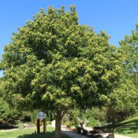Castanea sativa 'Lyon' - Kontejner 10 l, v. kmínku 150 CM