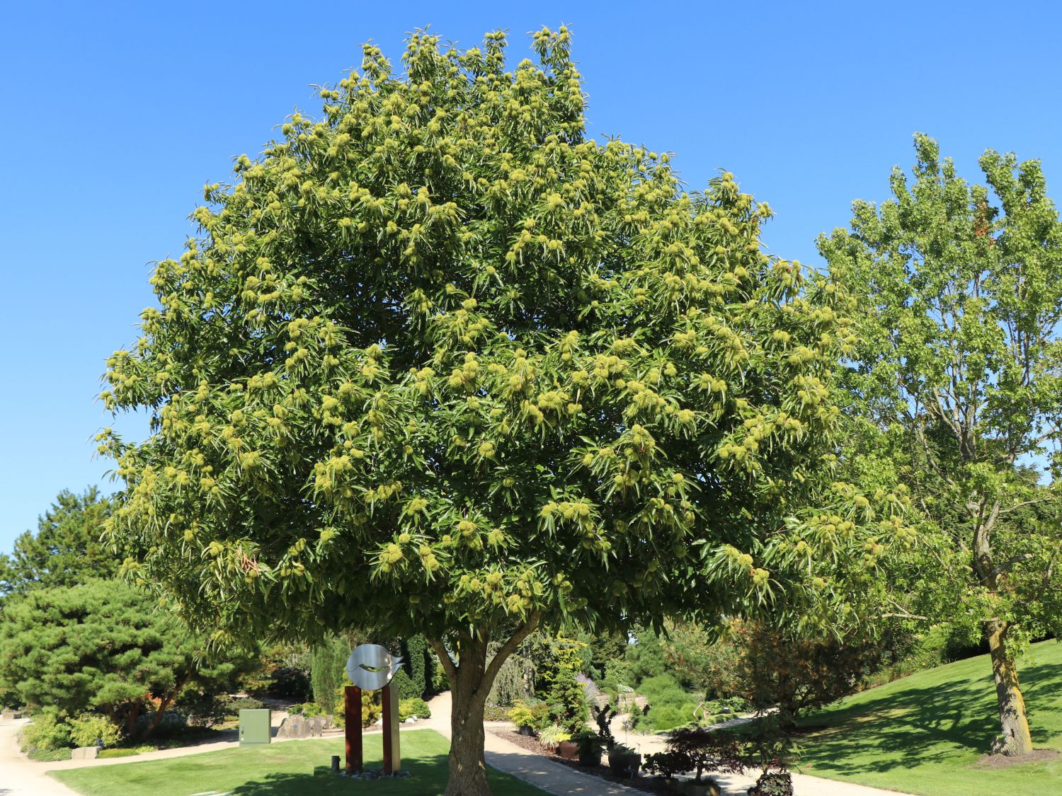 Kaštan Lyon Castanea sativa 'Lyon' - Obrázek 1