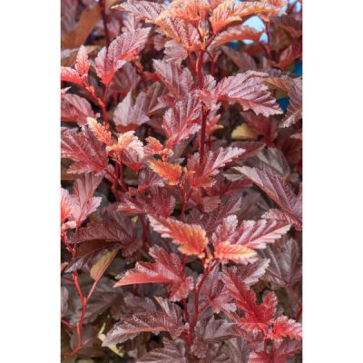 Physocarpus opulifolius 'André'