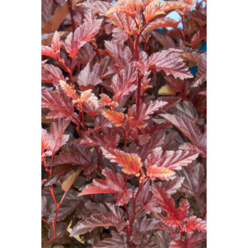 Physocarpus opulifolius 'André' - Image 1