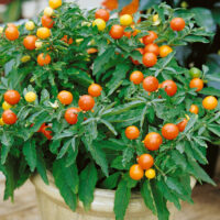 Solanum pseudocapsicum
