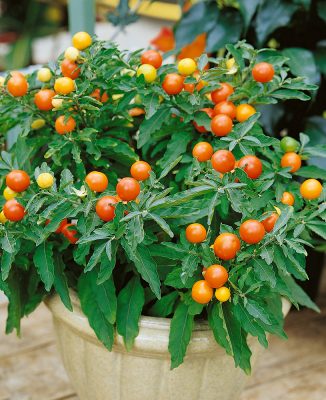 Solanum pseudocapsicum
