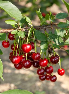 Višeň 'Morela pozdní'