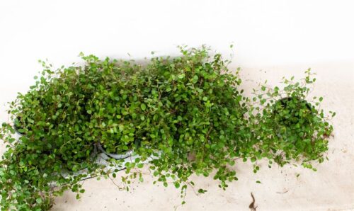 Muehlenbeckia complexa - Obrázek 2
