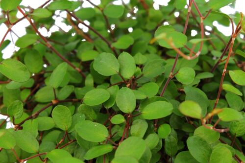 Muehlenbeckia complexa - Obrázek 3