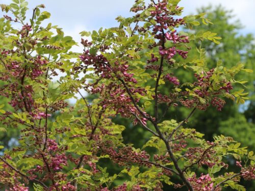 Robinia hispida 'Macrophylla' - Obrázek 2