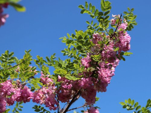 Robinia hispida 'Macrophylla' - Obrázek 1