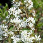 Amelanchier alnifolia ´Thiessen´, 30–40 - Obrázek 2
