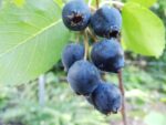 Amelanchier alnifolia ´Thiessen´, 30–40