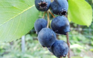 Amelanchier alnifolia ´Thiessen´, 30–40