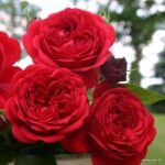 Rosa Kordes 7,5L Out of Rosenheim, kmínek – 80cm - Obrázek 4