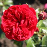 Rosa Kordes 7,5L Out of Rosenheim, kmínek – 80cm - Obrázek 2
