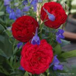 Rosa Kordes 7,5L Out of Rosenheim, kmínek – 80cm - Obrázek 3
