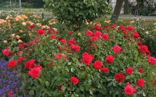 Rosa Kordes 7,5L Out of Rosenheim, kmínek – 80cm