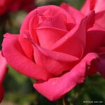 Rosa Kordes 7,5L Cherry Lady, kmínek – 80cm - Obrázek 2