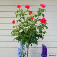 Rosa Kordes 7,5L Cherry Lady, kmínek – 80cm