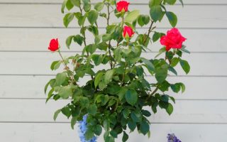 Rosa Kordes 7,5L Cherry Lady, kmínek – 80cm