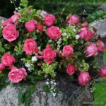 Rosa Kordes 7,5L Cherry Lady, kmínek – 80cm - Obrázek 3