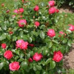 Rosa Kordes 7,5L Cherry Lady, kmínek – 80cm - Obrázek 4
