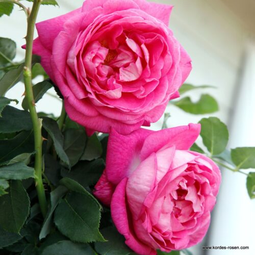 Rosa Kordes 'Freifrau Caroline'®-stromková - Obrázek 5