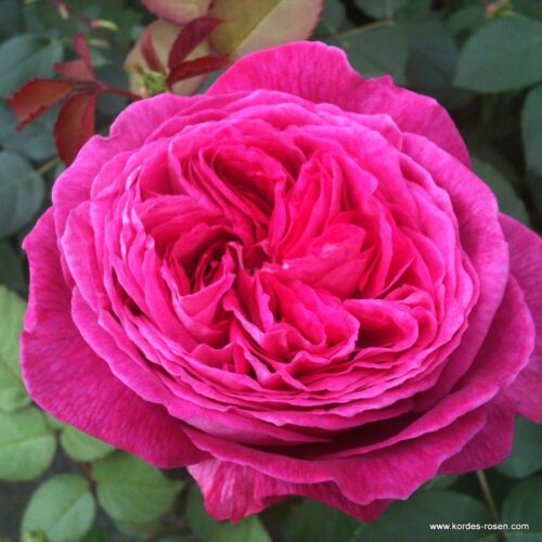 Rosa Kordes 'Freifrau Caroline'®-stromková - Obrázek 4
