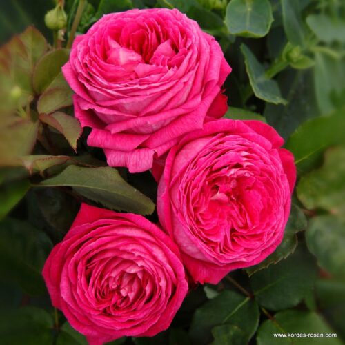 Rosa Kordes 'Freifrau Caroline'®-stromková - Obrázek 3