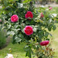 Rosa Kordes 'Freifrau Caroline'®-stromková