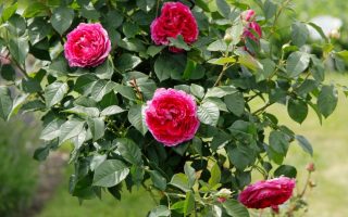 Rosa Kordes 'Freifrau Caroline'®-stromková