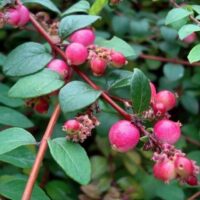 Symphoricarpos x chenaultii 'Hancock'