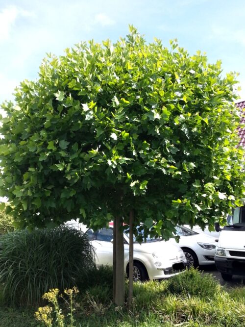 Platanus acerifolia 'Alphens Globe' - Obrázek 1