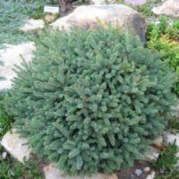 Picea glauca 'Echiniformis' 20–30 cm
