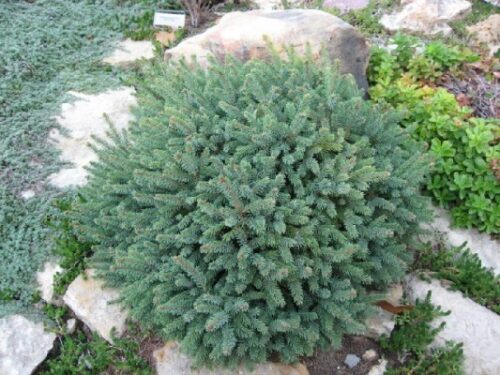 Picea glauca 'Echiniformis' 20–30 cm - Obrázek 1