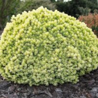 Picea glauca 'Jalako Gold' 20–30 cm