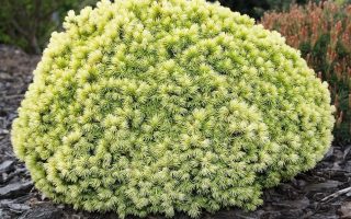 Picea glauca 'Jalako Gold' 20–30 cm