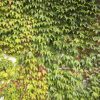 Parthenocissus tricuspidata 'Veitchii' - C2,5L-70 CM