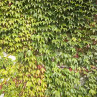 Parthenocissus tricuspidata 'Veitchii'