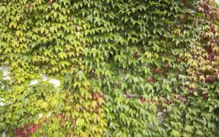 Parthenocissus tricuspidata 'Veitchii'