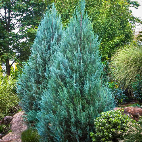 Juniperus virginiana 'Blue Arrow' - Obrázek 1