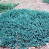 Juniperus horizontalis 'Blue Chip' - Kontejner 2 l, v. 20-30 cm