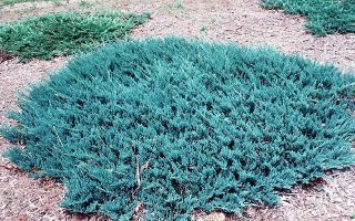 Juniperus horizontalis 'Blue Chip'