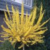 Forsythia interm. 'Weekend' - Kontejner 10 l, v. kmínku 80 cm