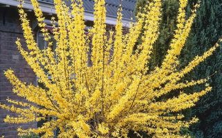 Forsythia intermedia 'Weekend'®