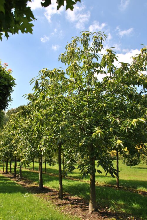 Castanea sativa 'Lyon' - Image 1