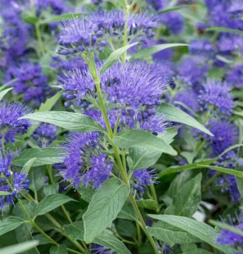 Caryopteris cland. 'Blue Empire' 20–30 cm - Obrázek 1
