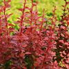 Berberis thunbergii 'Orange Rocket'® - Kontejner 2 l, v. 20-30 cm